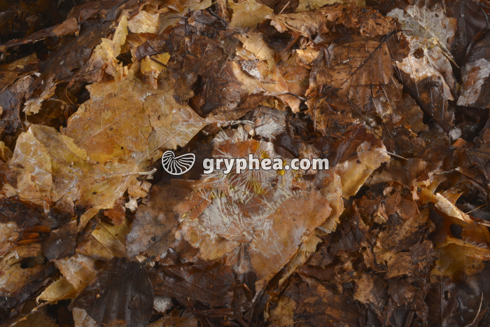 Mycélium dans la litière - gryphea.com